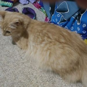 Meet your Posher, Lynnann